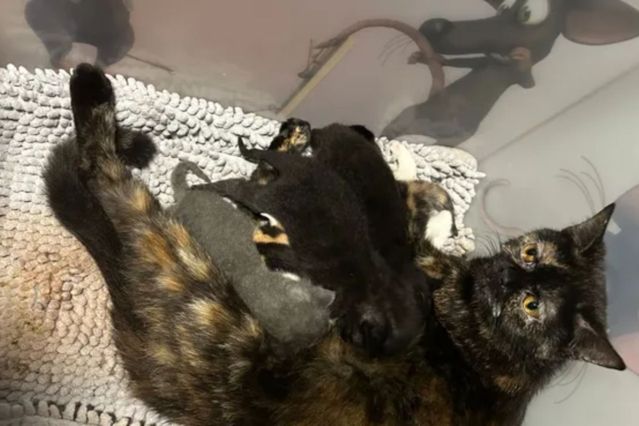 Katze mit Babys einfach in Kiste ausgesetzt